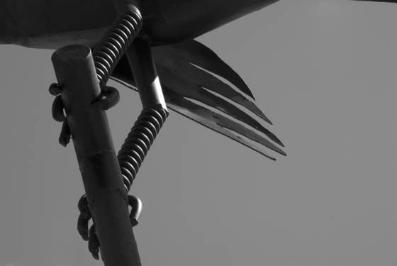 Crow_1