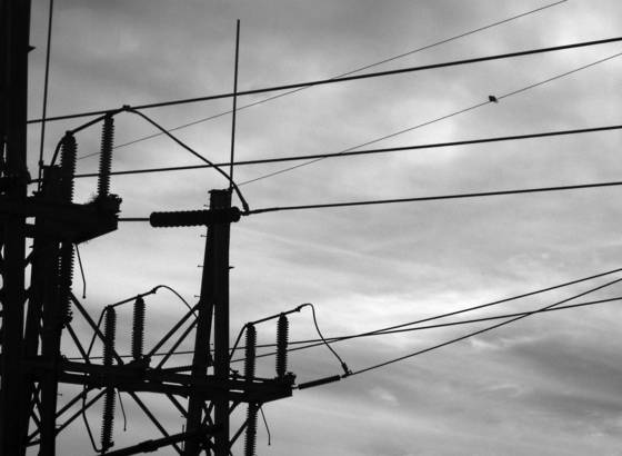 Bird_and_wires