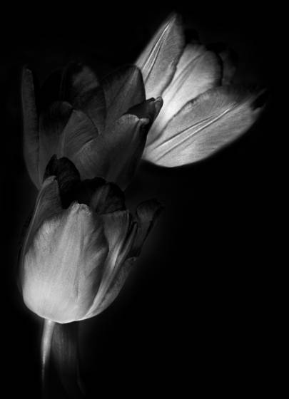 Tulip_trio