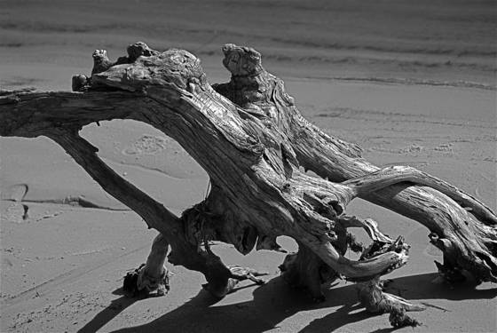 Driftwood