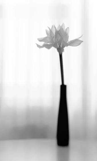 White_flower