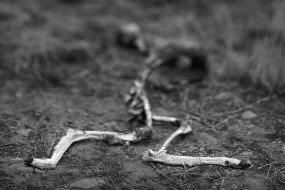 Discarded_carcass