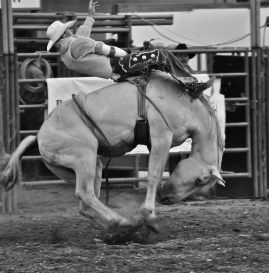 Bucking_horse