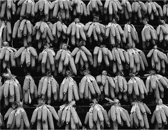 Drying_corn