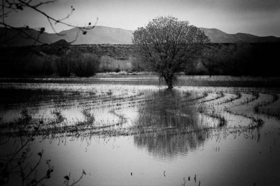 Flooded_field