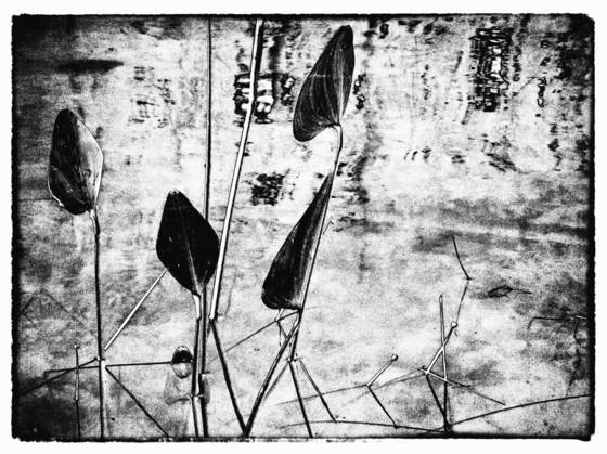 Pond_life