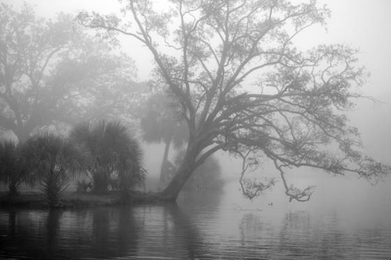 Leaning_tree