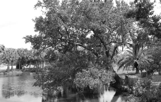 Tree_on_a_bayou