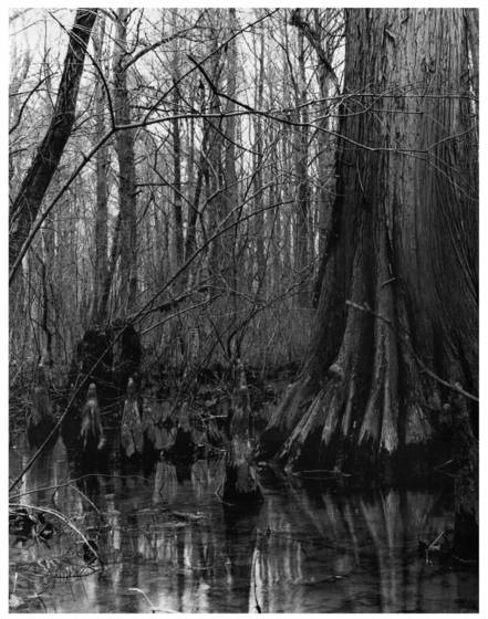 Cypress_swamp