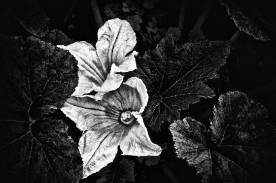 Twin_flowers