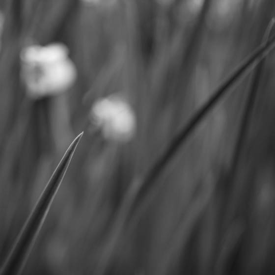 Garden_energy_1