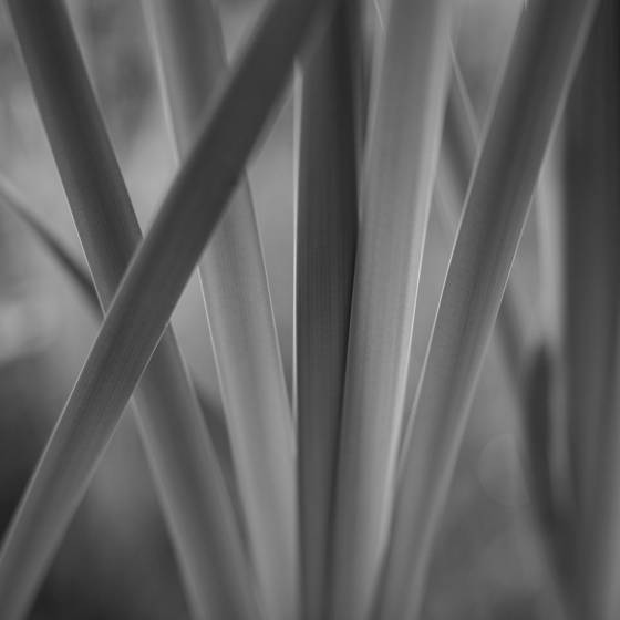 Garden_energy_3