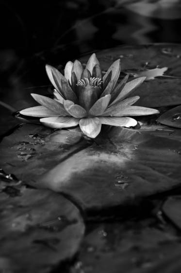 Diane_s_lily