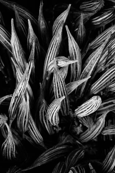 Dried_okra