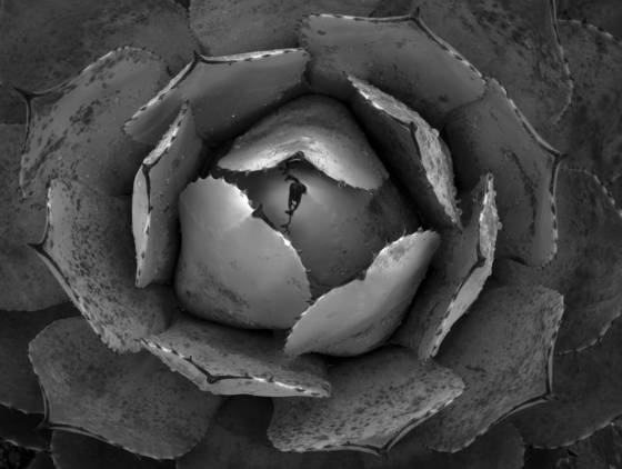 Agave_parryi
