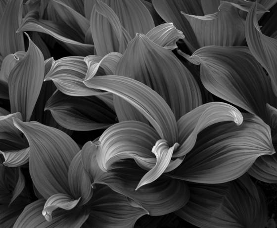 Cornlilies