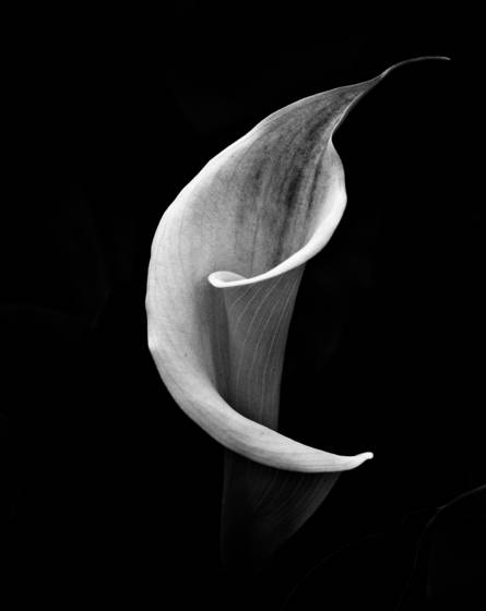 Calla_lily