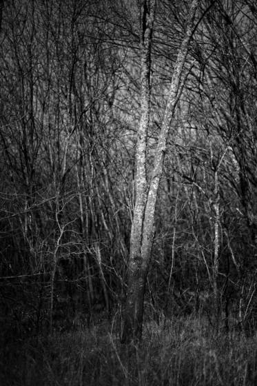 Before_the_leaves
