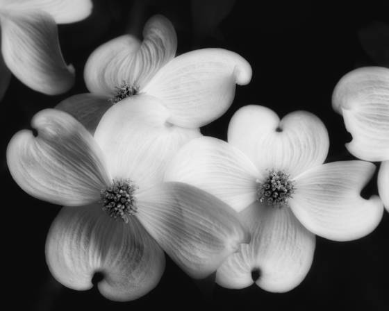 Dogwoods