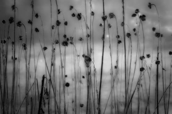 Thistle_stand