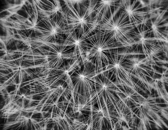 Dandelion