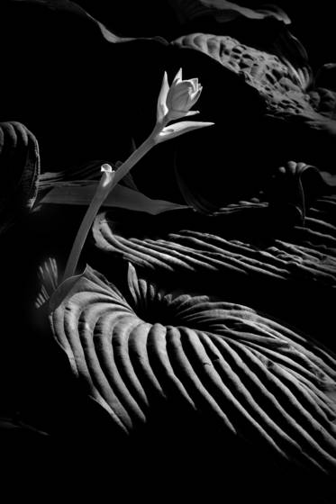 Hosta_bud