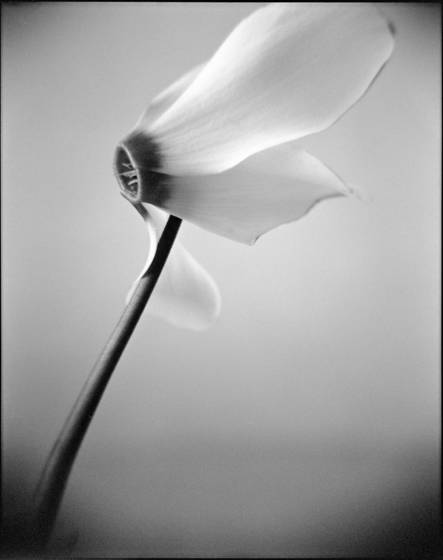 Cyclamen