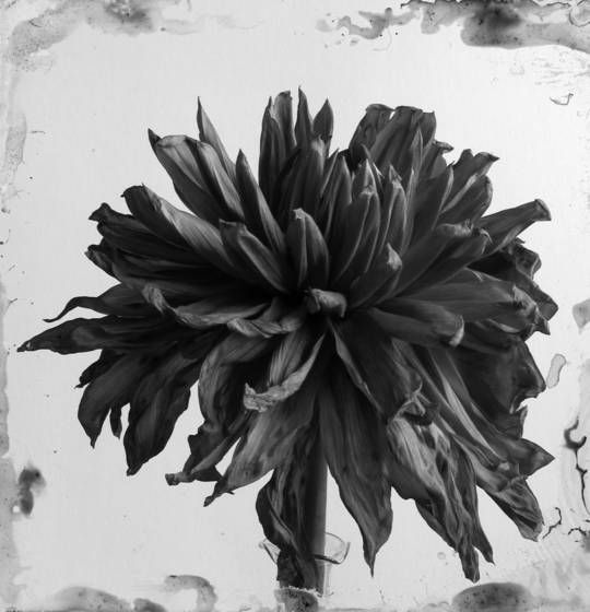 Dahlia