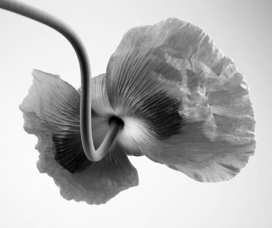 Poppy_2
