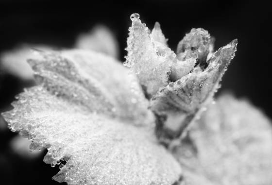 Diamonds_on_the_vine
