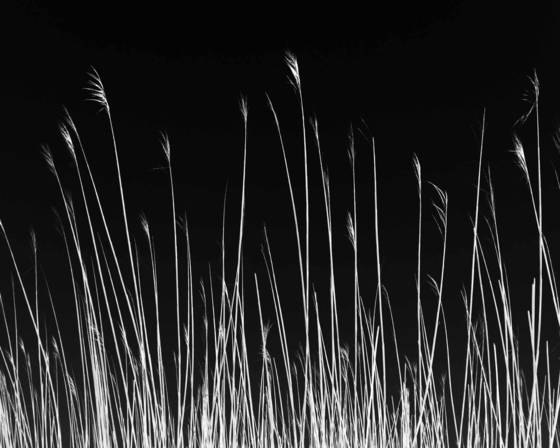 Dune_grass