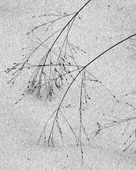 Snow_grass