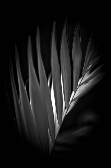 Palms