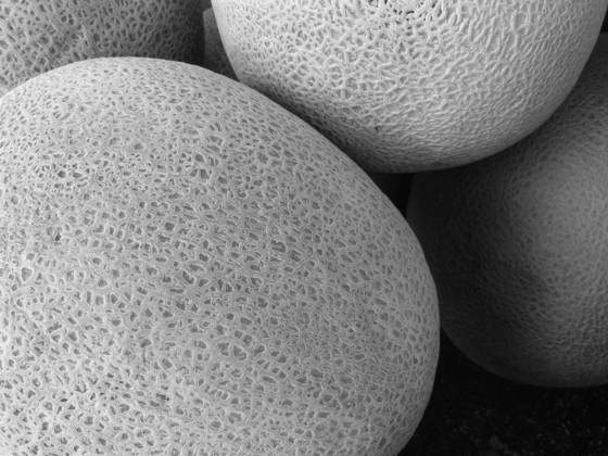 Melons