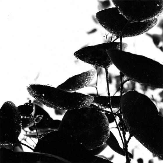 After_the_rain