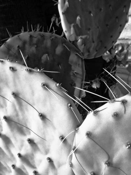 Cactus