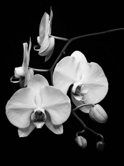 Orchid__1