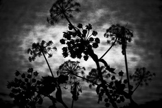 Night_bloom