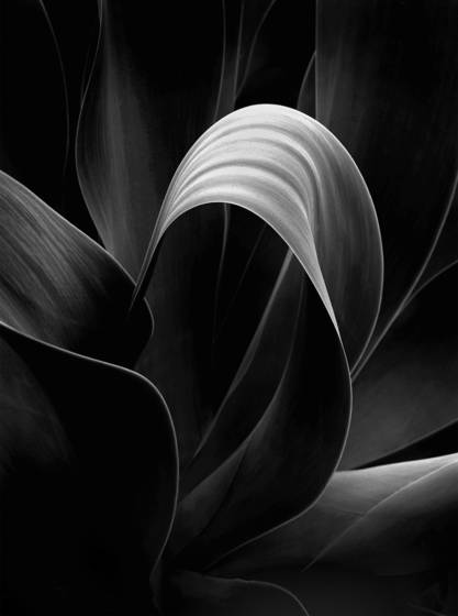 Agave