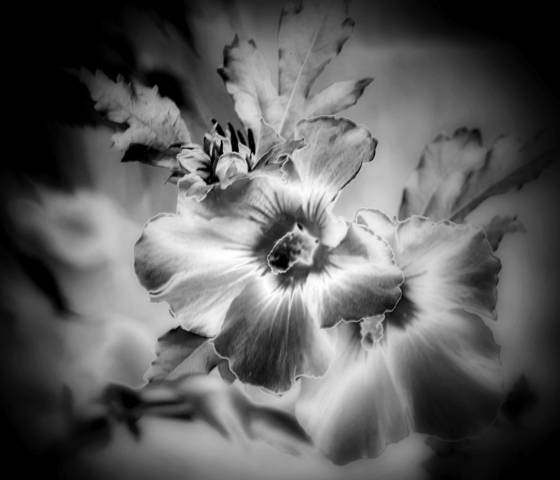 Floral_nightscape