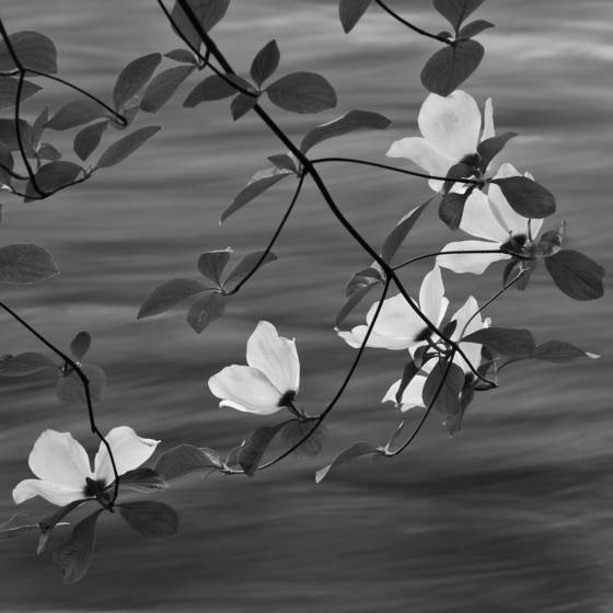 Along_the_merced