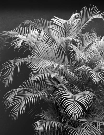 Leaves