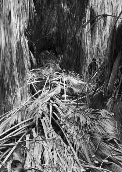 Palm_grove
