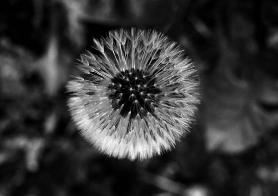 Planet_dandelion