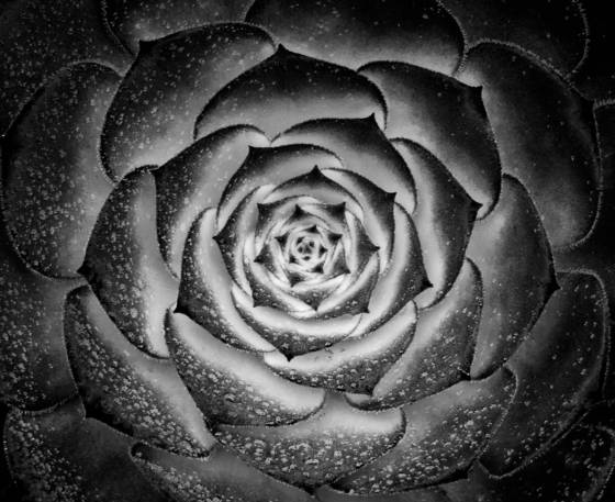 Rosette