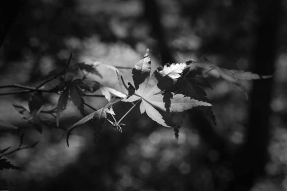 Leaves