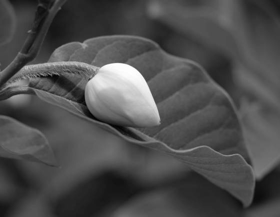 Spring_bud