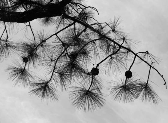 The_pines