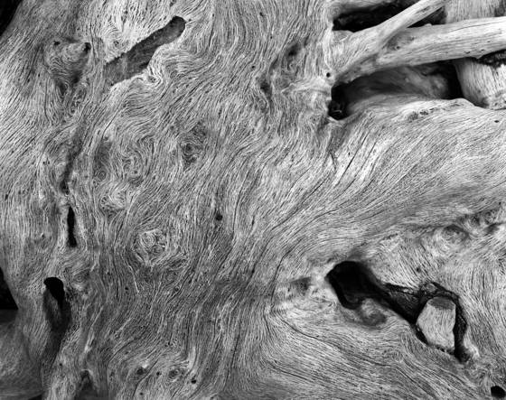 Driftwood