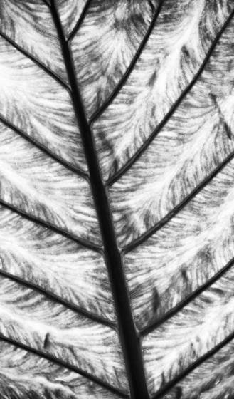 Backlit_leaf